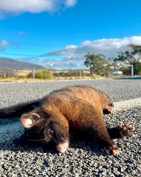 Tasmanien