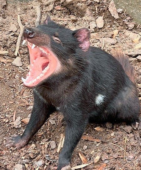Tasmanien