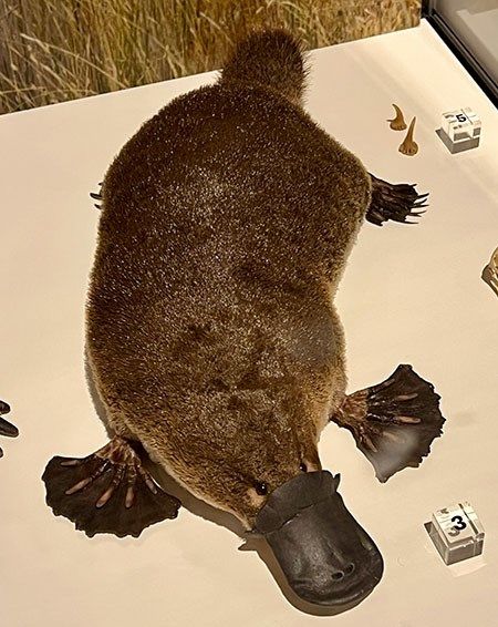 Tasmanien