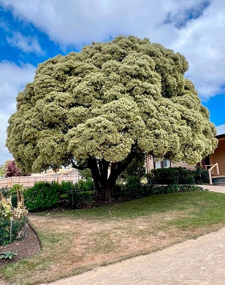 Tasmanien
