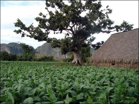 Cuba 2009