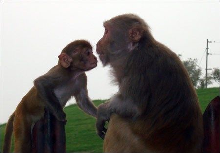 TAj mahal 2008