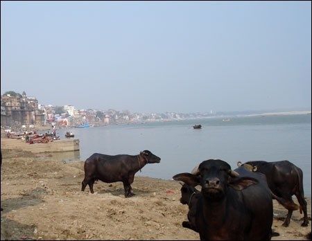 Varanasi 2008