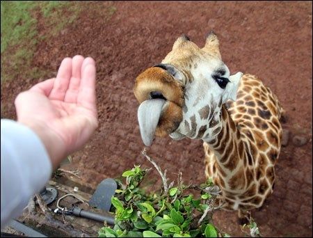 Kenya 2010