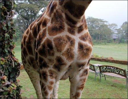 Kenya 2010