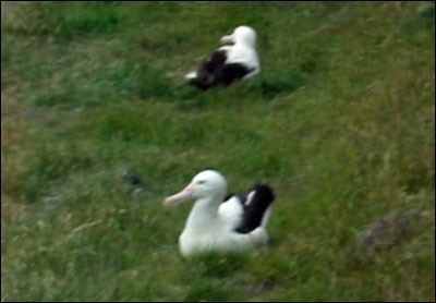 Sydøen 2002