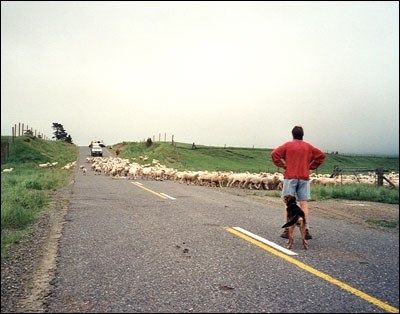 Sydøen 2002
