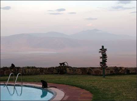 Ngorongoro