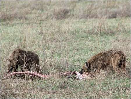 Ngorongoro