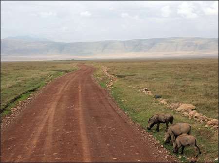 Ngorongoro