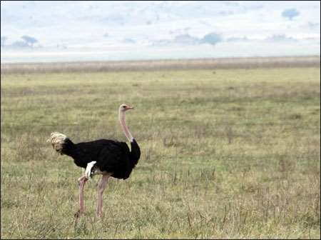 Ngorongoro