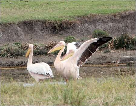 Ngorongoro