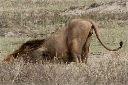 Ngorongoro