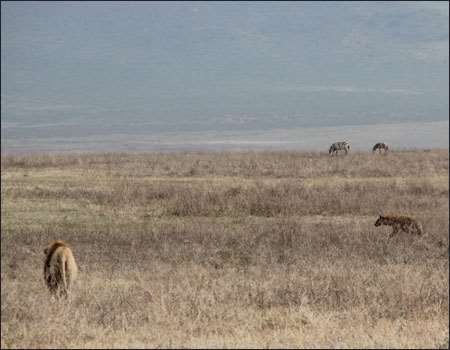 Ngorongoro