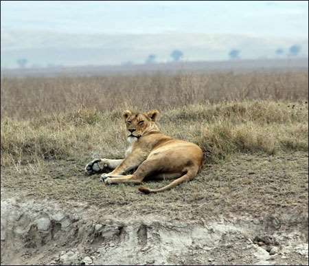 Ngorongoro
