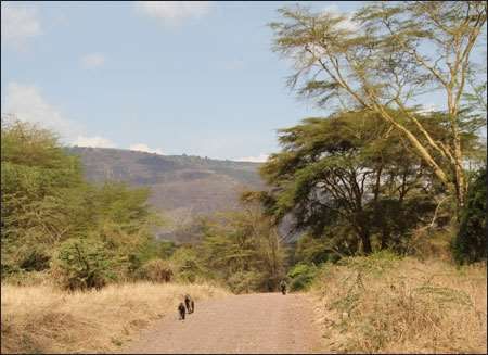 Ngorongoro