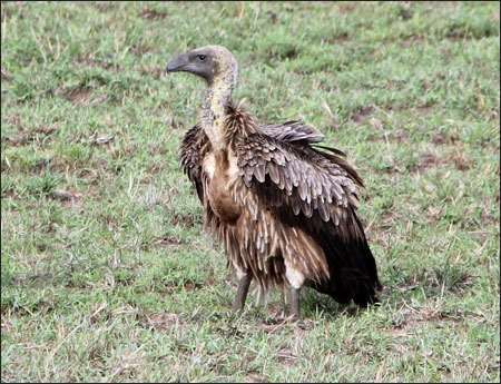 Ngorongoro