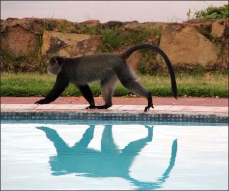 Ngorongoro