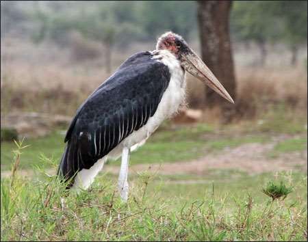 Ngorongoro