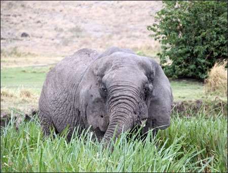 Ngorongoro