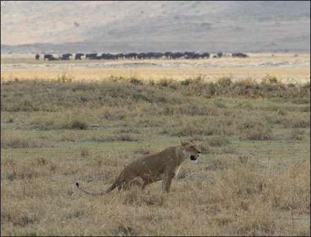 Ngorongoro