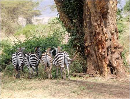 Ngorongoro