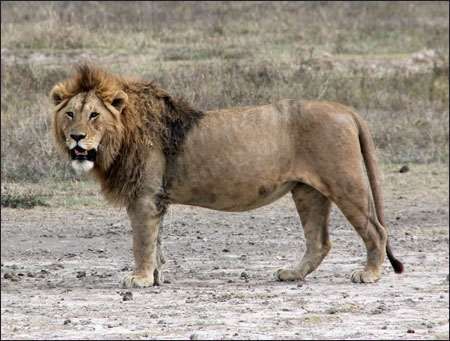 Ngorongoro