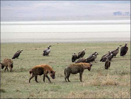Ngorongoro