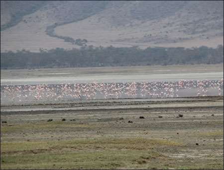 Ngorongoro