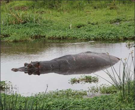 Ngorongoro