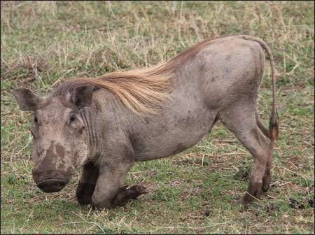 Ngorongoro