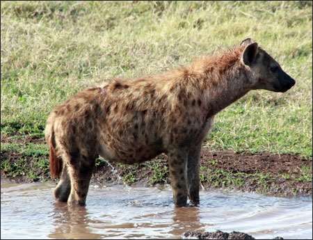Ngorongoro