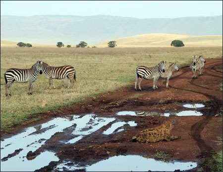 Ngorongoro