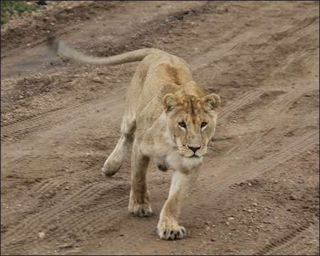 Serengeti