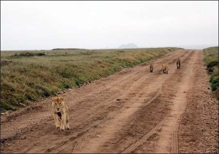 Serengeti