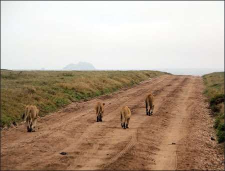 Serengeti