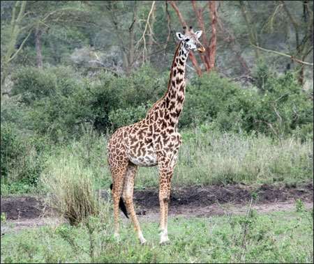 Serengeti