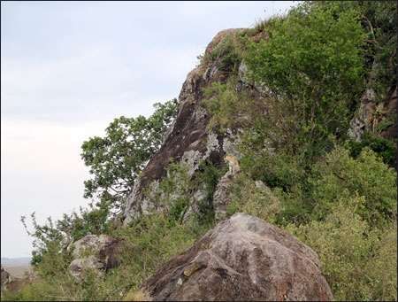 Serengeti