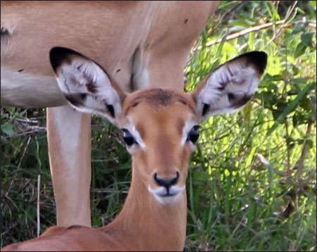 Serengeti