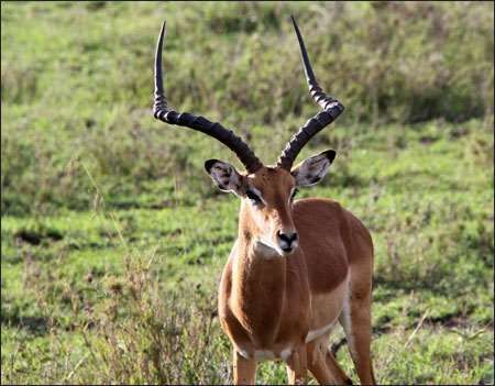 Serengeti