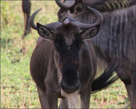 Serengeti