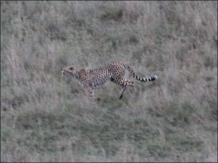Serengeti
