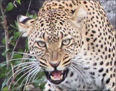 Serengeti