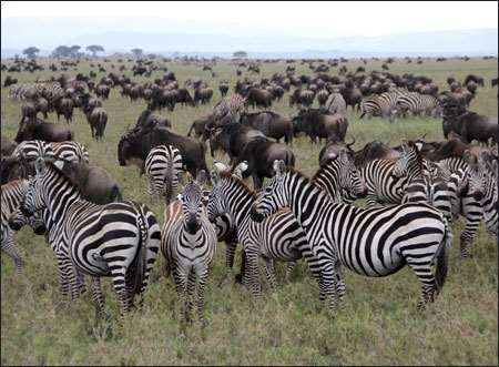 Serengeti