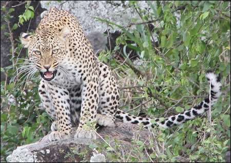 Serengeti
