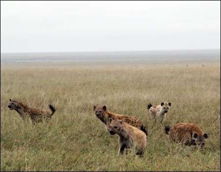 Serengeti