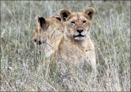 Serengeti