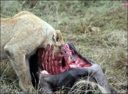 Serengeti
