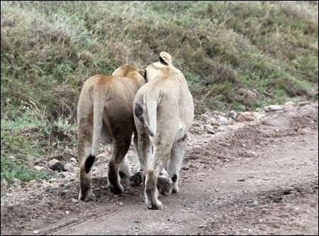 Serengeti