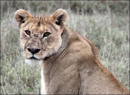 Serengeti